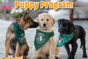 puppies wearing green bandanas