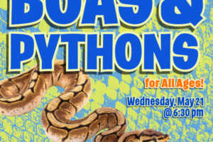 python and decorative text