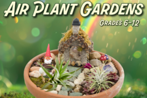 succulent garden in a pot with little gnome