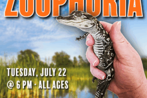 hand holding a baby alligator with decorative text