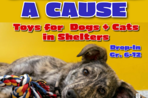 dog laying down looking at camera with a toy