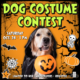 Dog Halloween Costume Contest